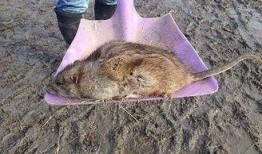 新闻爆料巨型老鼠视频下载,揭秘神秘生物的真实面目